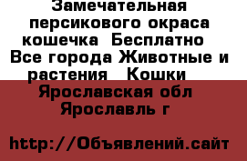 Замечательная персикового окраса кошечка. Бесплатно - Все города Животные и растения » Кошки   . Ярославская обл.,Ярославль г.